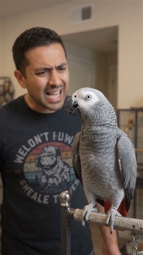 My Parrot Just Roasted Me in Front of Everyone 😂🦜 | Talking African Grey Parrot