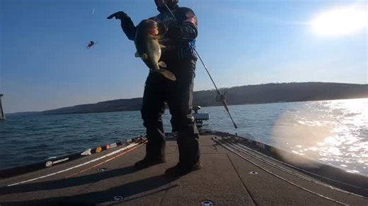 Lake Guntersville is loaded with healthy fish. Stacked with 3-plus pound bass, and this 5 lb 8 oz was just one of many solid catches this week. Hard to beat a place that consistently produces like this. #bass #fishing #bassfishing #mlf #bpt | Brent Chapman