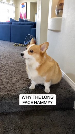 Heartwarming Dog Love Story with Anime Voiceover