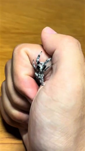 If You See This Spider Don't Kill It..