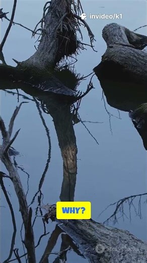 Your Brain’s Secret Superpower: Predicting the Future! #Brain #Neuroscience #PredictiveCoding