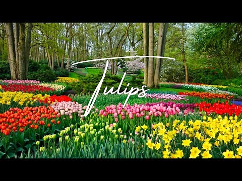 Tulip Wonderland: Stunning Colors and Scenic Gardens #plants #garden #tulip #flowers #viral