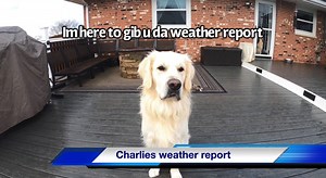 209K views · 21K reactions | Charlies weather report for Indiana. | Charlie The Golden | Facebook
