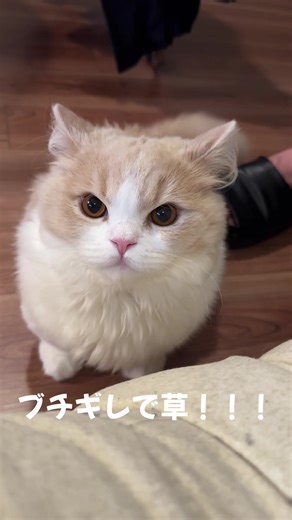 マンチカン猫が怒る理由とその魅力