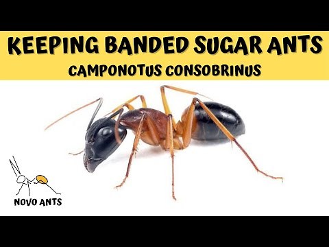 Keeping Banded Sugar Ants - Camponotus consobrinus - Ant Keeping - Novo Ants