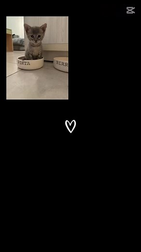 💛 Personalizá el comedero de tu mascota 💛 Hecho con mucho amor en cerámica artesanal, pintado a mano con engobes y terminado con esmaltado transparente que le da brillo y protección. 🐾✨ Ideal para tu 🐶 o 🐱, ¡podés elegir los colores y el diseño para hacerlo único como ellos! 💕 #CerámicaArtesanal #ComederoPersonalizado #HechoAMano #MascotasFelices #CerámicaConAmor | veflo.deco