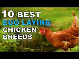 Top 10 Best Egg Laying Chicken Breeds