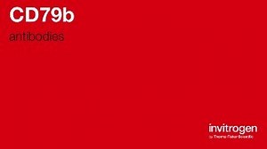 CD79b antibodies from Thermo Fisher Scientific