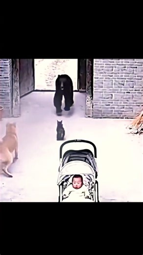 The Hero Cat: When Courage Meets Comedy in One Unforgettable Moment