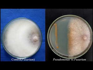 Biopesticides Production Technology