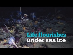 See rare footage of colourful marine life under Antarctica's ice sheet