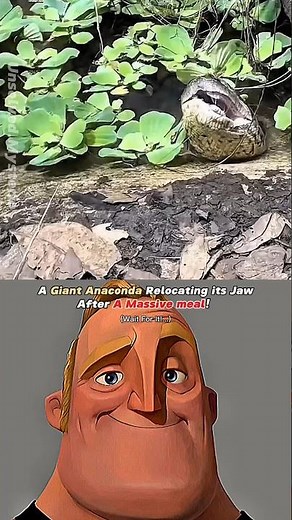 How Dangerous Anacondas can actually be! #shorts #youtubeshorts #science #fyp #nature