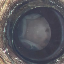 Transpupillary-Guided Trans-Scleral Transplantation of Subretinal Grafts in a Retinal Degeneration Mouse Model