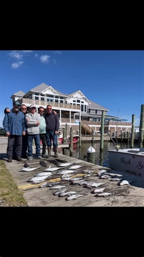It’s Saturday and there was some fun fishing! Blackfin tuna and mahi for the offshores and albacore tuna, Black Sea bass and sharks for the nearshore! Go online Oregon-inlet.com or call us at 252-441-6301 to get on a charter! #charterfishing #oregoninletfishingcenter #obx #fallfishing | Oregon Inlet Fishing Center