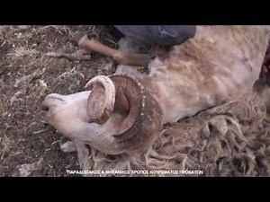 Παραδοσιακός & μηχανικός τρόπος κουρέματος προβάτων - 3/7/2017