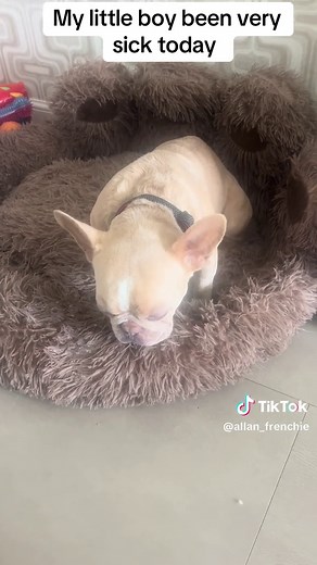 Caring for a Sick French Bulldog: Tips and Advice