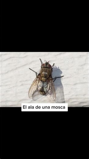 What things look like through a microscope #shorts #didyouknow #microscope #view