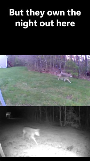 Daytime vs. Nighttime: Spotting a wild Coyote 🦊 daylight camera comparison! #Shorts #Wildlife