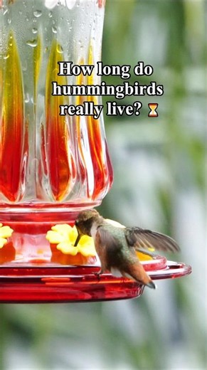 What’s The Lifespan Of A Wild Hummingbird?