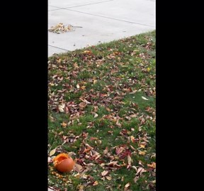 Squirrel Caught With Pumpkin Seed Evidence