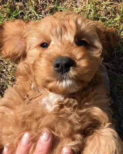 6.2K views · 206 reactions | This gorgeous Cavoodle baby is the brother of little "Daisy". He has a lovely home awaiting him ☺️ | Designer K9 Breeders | Facebook