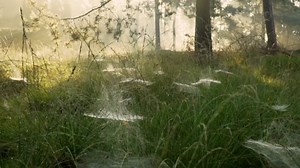 Forest, Nature, Landscape. Free Stock Video