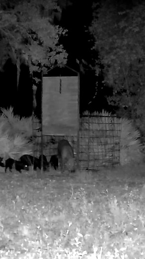 94K views · 111 reactions | Giant wild hog destroys trap! #outdoors #hunting #wildanimals #hog #huntingseason #reels #reel #Giants | Stompin Dirt | Facebook