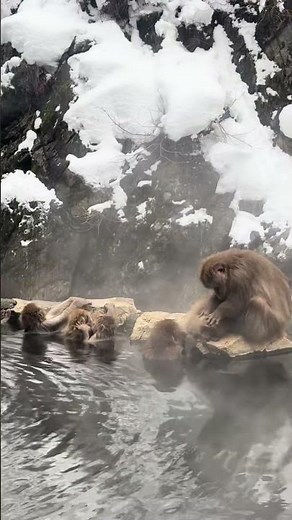 Snow Monkeys 🐒 Swimming in Hot Springs ❄️ | Surviving Winter in Asia