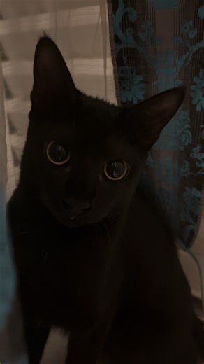 Shhh… I’m invisible. Totally undetectable 🖤 CatTok #C#CatsOfTikTokS#StealthModeC#CurtainNinjaH#HideAndMeowF#FYPB#BlackCatQ#QueenSallyP#PetComedyT#TinyPantherI#InvisibleCatDramaQueen