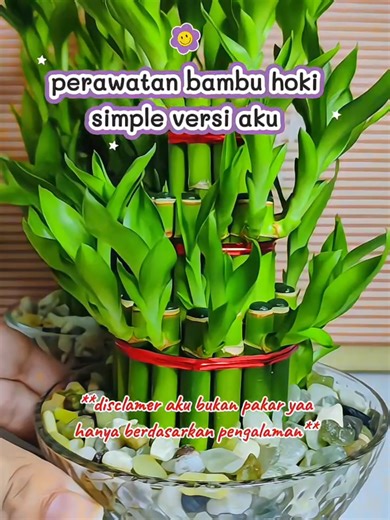 Membalas @nanimursidah simple anti ribet kak ☺️ #tanamanhias #tanamanviral #bambuhoki #tanamanhiasmurah #tanamanunik