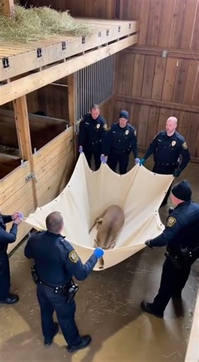 Will they catch him? Trapped deer leaps from barn loft.