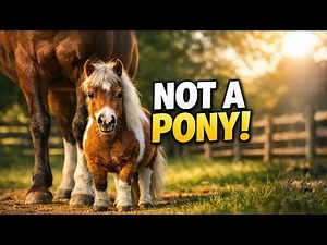 Miniature Horse Explained: NOT a Pony! 🐴