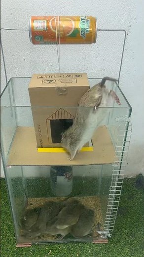 caer en la trampa/Consejos para hacer trampas caseras para ratones #rat