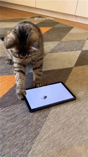 This Cat vs Fly Battle is Pure Chaos! 🐱💥🪰 #FunnyCat #CatShorts #CuteCat