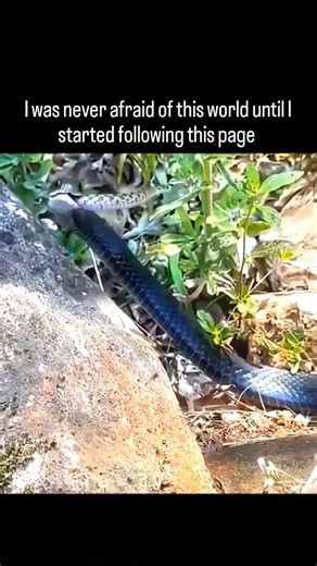 naked eyes | In the natural world, the act of a snake eating another snake is a biological phenomenon known as ophiophagy. While it may seem jarring,... | Instagram