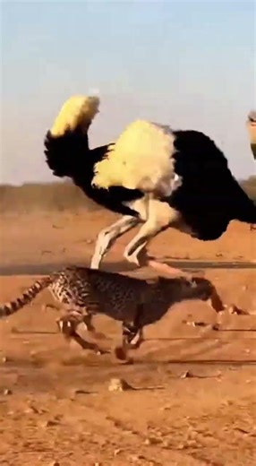 Ostrich Chasing Cheetah in the Desert