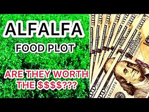 ALFALFA FOOD PLOT…ARE THEY WORTH IT???