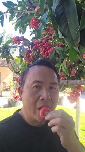 A beautiful wax apple tree full of fruit, shining in the sunlight.
