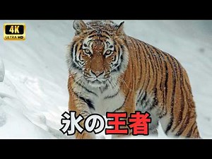 Siberian Wildlife | The Strongest Creatures on Earth's Coldest Plains