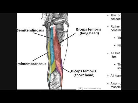 Posterior Thigh Compartment | Hamstrings Origins, Insertions, Etc.