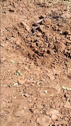 #redsandboa #naagin #nature 🐍🐍 #snake