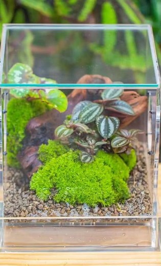Basit Örümcek Teraryumu Nasıl Kurulur #terrarium #teraryum #tarantula