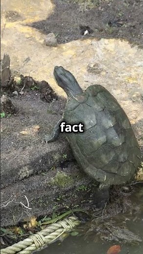 Meet the Big-Headed Turtle: Nature's Helmeted Wonder