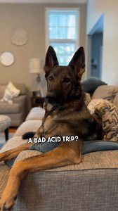 The Hilarious Thoughts of a German Shepherd! #funny #dog #sadiethesableshepherd | Sadie the sable shepherd