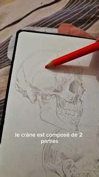 Mes astuces pour dessiner un visage de profil ! #arttutorial #arttips #anatomy #anatomysketch