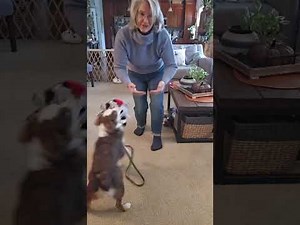 Australian Shepherd learning her obedience