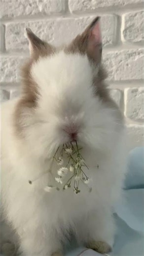 Cute rabbit sound #animals #animalsounds #animalshorts