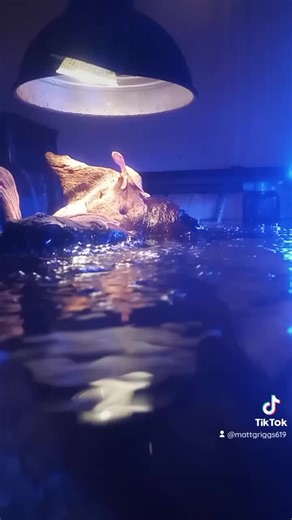 mattgriggs619 on TikTok