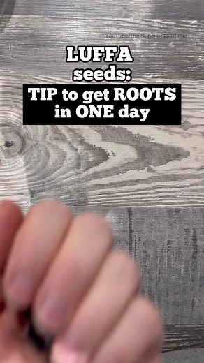 Starting LUFFA Gourd seeds: TIP to get roots in just one day 🌱Shop organic seeds here ➡️ https://thesuperiorgardener.ca/products/luffa-gourd .. Canadian seeds (grown by me) for northern climates and shorter seasons. Shipping to 🇨🇦🇺🇸#luffa #loofah #seedstarting #gardeningtip #seeds #gardening | The Superior Gardener