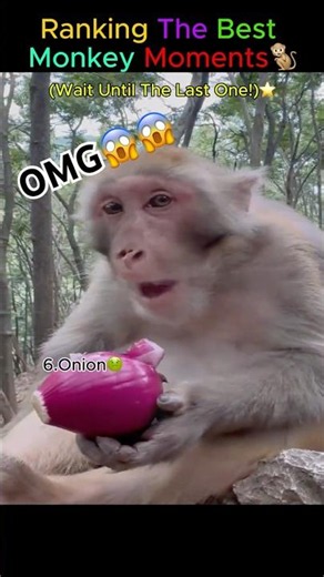 Ranking The Best Monkey Moments🐒